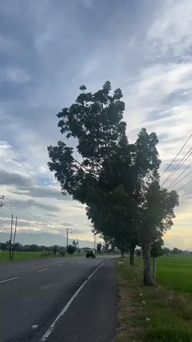 A person is filming a video from a car traveling down a rural road. The camera is positioned to capture the view from the passenger side window. The road is paved and curves to the left. On the right side of the road, there is a grassy verge with a large tree. Beyond the verge, there is a vast green field, likely rice paddies. Several power lines run diagonally across the sky, and a few more trees are visible in the distance. The sky is filled with clouds, and the sun is setting, casting a warm glow. In the distance, there are some buildings and a few indistinct figures, possibly people or animals, in the field. The video focuses on the natural landscape and the atmospheric conditions during sunset.