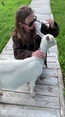 A young woman with long brown hair and sunglasses is on her knees on a wooden walkway. She is wearing a brown hooded sweatshirt and petting a white goat. The goat is facing the camera with its mouth slightly open. The walkway is surrounded by green grass.