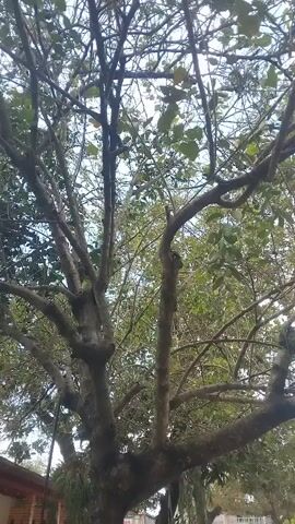 A video shows a low-angle view looking up into the branches of a large tree. The tree has a thick trunk and numerous branches that spread outwards. Some branches are bare, while others have leaves. The background consists of a bright sky and the dense foliage of other trees. There are no people or animals visible. The scene appears to be outdoors during daylight.