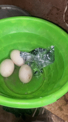Dogs, ducks, and domestic scenes from a Jos compound