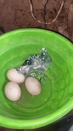 Dogs, ducks, and domestic scenes from a Jos compound