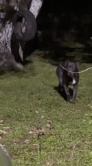 Dog spotted in nighttime yard in Zornitsa, Bulgaria