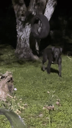 Dog spotted in nighttime yard in Zornitsa, Bulgaria