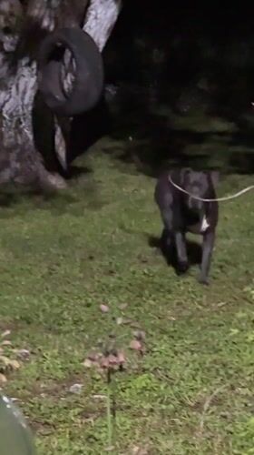 Dog spotted in nighttime yard in Zornitsa, Bulgaria