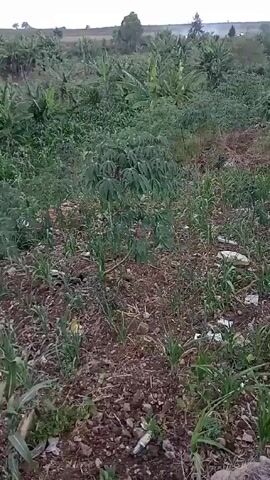 The video shows a field of crops, including banana trees and corn. There is a cassava plant in the foreground. The ground is covered in dirt and some trash. The video is shaky and the camera is moving.