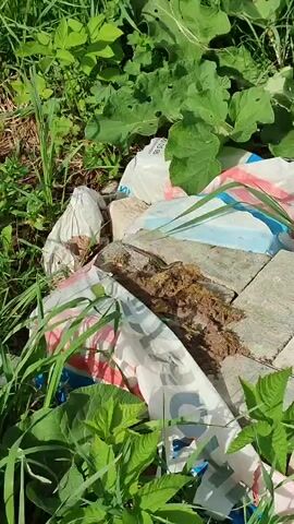 A handheld close-up shot reveals a lizard on a concrete slab surrounded by trash and foliage. The slab sits amidst discarded plastic bags with colorful patterns and markings. Patches of dirt and moss adhere to the slab around the lizard. Green plants and grass surround the trash heap. The lizard is thin and brown, its body stretched out on the surface.