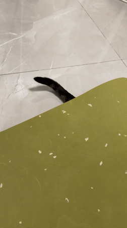 Cat receives inhaler treatment in Bat Yam home