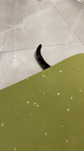 Cat receives inhaler treatment in Bat Yam home
