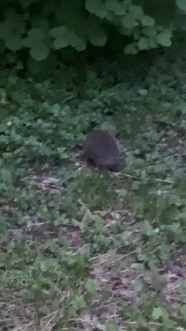 This video, captured in Protvino, Russia, shows a brief glimpse of wildlife in a grassy, outdoor setting, likely a park or garden. The scene is dimly lit, suggesting it was filmed during twilight or in the early morning.

The video opens with a hedgehog foraging in the grass, its spiky body partially obscured by clover and other low-lying vegetation. The hedgehog is the sole focus for the first few seconds.

The scene then shifts abruptly to a different area. A small, white cat is the main subject, sitting on a fallen branch or log. The cat appears alert, looking directly at the camera. Next to the cat, partially hidden by its body, are the remains of what looks like a small bird or animal. The cat's posture and the presence of prey suggest it may have recently hunted.

The overall impression is one of observing nature in a suburban or natural environment. The low light, the presence of both a hedgehog and a domestic cat with its prey, and the vegetation all contribute to a naturalistic feel. There is no visible text in the video.