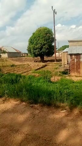 This media file appears to be a video shot from a moving vehicle, capturing a view of a rural or semi-rural setting. The camera is tilted sideways, making it difficult to ascertain the exact orientation of the scene.

**Subjects:**
The video shows several buildings, some appearing to be houses or small structures with corrugated metal roofs. There are also patches of lush green grass and dry vegetation, indicating a natural landscape. In the distance, a large tree with dense foliage is visible. There are no clearly identifiable people or objects that stand out as central subjects.

**Activity or Event:**
The primary activity is movement, as the camera perspective shifts, suggesting a journey or travel through the area. The video seems to be a passive recording of the surroundings.

**Notable Details:**
The scene suggests a daytime setting, with a bright sky and visible clouds. The presence of green vegetation implies that the weather is likely warm and possibly humid, consistent with a tropical or sub-tropical climate. The buildings and landscape suggest a location that is not heavily urbanized. The ground appears to be a dirt or gravel road, further reinforcing the rural or semi-rural context.

**Visible Text:**
No discernible text is visible within the frame of the video.

**Location Context:**
Given the provided location context of Mangu Halle, Nigeria, the visual elements align with a typical landscape and architectural style found in such regions. The mix of greenery, basic housing structures, and unpaved roads is consistent with many Nigerian rural or peri-urban areas.