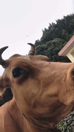 Rural guesthouse morning in Haini, cow and all