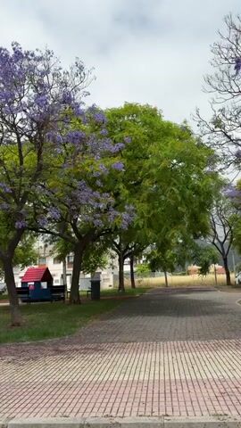 The video shows an outdoor scene featuring several trees under a cloudy sky. A large tree with vibrant purple blossoms is prominent in the foreground and center, surrounded by other trees with green foliage. To the left, a grassy area contains a small red and blue playhouse and a dark bench. A grey utility pole briefly moves into and out of the left side of the frame as the camera pans slowly from right to left. A paved path with a brick pattern is visible on the right side of the frame.