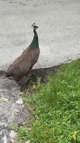 A brown peacock with a green neck stands on the edge of an asphalt road. Two chicks, possibly peacocks or guinea fowl, are near the adult. The chicks are speckled brown and white. The adult peacock faces the left of the frame, while the chicks are facing away from the camera. To the right of the road, there is green grass. The lighting appears to be natural daylight.