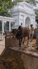 Early morning cattle unloading operation in Dhaka Bangladesh