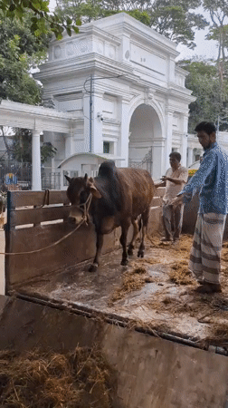 Early morning cattle unloading operation in Dhaka Bangladesh