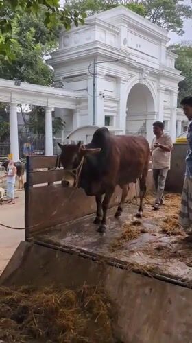 Early morning cattle unloading operation in Dhaka Bangladesh