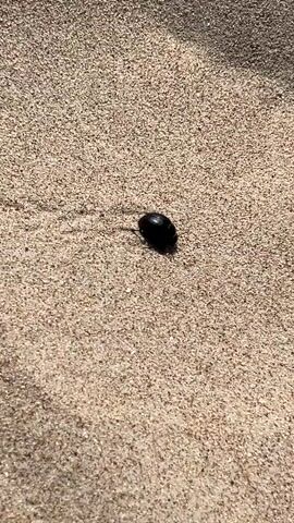 A close-up, ground-level video shows a shiny black beetle crawling across beige sand. The beetle moves from left to right across the frame. The sand appears to be wet in some areas, with small ripples visible. The video is shot with a shallow depth of field, with the beetle in sharp focus and the background slightly blurred. The lighting suggests it is daytime.
