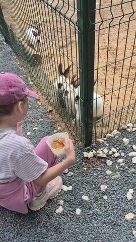 A young person wearing a pink cap and pink pants kneels on a gravel surface, holding a small white basket filled with what appears to be animal feed. The person is facing a fenced enclosure, where several rabbits are visible. One rabbit, primarily white with dark markings on its ears and face, is close to the fence, looking towards the person. Another rabbit of similar coloring is behind it. Further back in the enclosure, a white rabbit with dark patches on its head is also visible. The fence is made of metal mesh with green vertical posts. The ground inside the enclosure is sandy. The person is offering food from the basket to the rabbits.