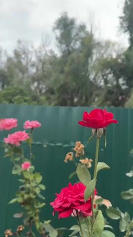 The video shows a close-up shot of red and pink roses blooming against a blurred green fence and trees in the background. The sky is cloudy. The camera is positioned at eye level and appears to be held steady. The lighting is natural and diffused. There are no people or animals visible in the frame. The scene appears to be a garden or an outdoor area with vegetation. The focus is on the flowers, which are in various stages of bloom. Some roses are fully open, while others are still buds. The leaves and stems of the rose bushes are also visible. The overall impression is one of natural beauty and tranquility.