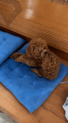Poodle rests on blue cushions in Nha Trang