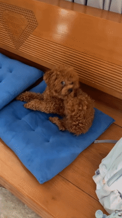 Poodle rests on blue cushions in Nha Trang