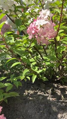 This is a close-up video of flowering hydrangeas. The flowers are in various stages of bloom, with some white and some pinkish-white clusters. The leaves are a vibrant green. The video appears to be taken outdoors on a sunny day, with a blue sky visible in the upper right corner. The camera pans slowly across the flowers and foliage. There are no people or animals visible in the video. The ground in the foreground appears to be soil and mulch. The overall impression is one of lush garden growth.
