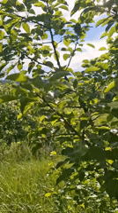 Spring countryside documented in Khlevnoye, Russia