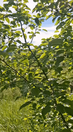 Spring countryside documented in Khlevnoye, Russia