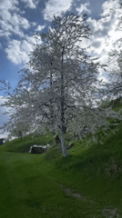 Spring blooms and snow-capped peaks observed in Montenegro landscape