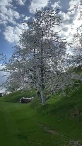 Spring blooms and snow-capped peaks observed in Montenegro landscape