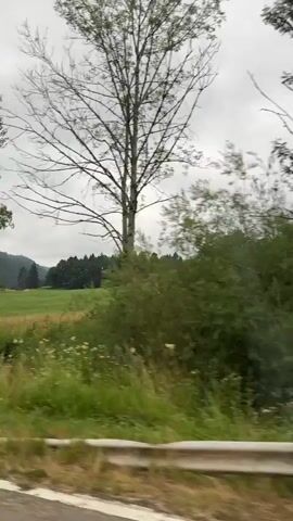 The video shows a roadside view from a vehicle traveling along a road. The camera is pointed towards the right side of the vehicle, capturing the passing scenery. The environment consists of lush green trees and bushes, with some open grassy fields visible in the background. The sky is overcast with clouds. A white guardrail runs along the side of the road in the foreground. In one shot, a pile of chopped wood is visible next to the road. A triangular traffic sign with a red border and a symbol of two diverging lines is also visible on a pole by the roadside. The movement suggests the video was recorded from a moving vehicle.