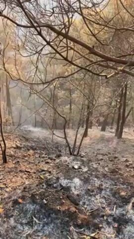 Here is a description of the video:

The video shows a forest aftermath a fire. The ground is covered in ash and burnt leaves. Most of the trees are charred, with only the skeletons of their branches remaining. Smoke or steam rises from the ground in certain areas. The landscape is hilly, and the overall scene evokes a sense of devastation.