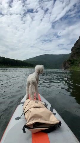 A small, white dog stands on the front of a paddleboard, looking out at a wide river. The dog is facing away from the camera, its tail wagging slightly. The paddleboard is gray and orange, with a beige bag placed on it. The river is calm and reflects the cloudy sky. On the left bank of the river, there is a dense forest, and on the right bank, there are steep, rocky cliffs. The mountains in the distance are covered in green vegetation. The sky is filled with dramatic, white clouds against a blue backdrop. The overall scene conveys a sense of adventure and tranquility. The time of day appears to be daytime, likely late morning or early afternoon, given the lighting. The weather seems pleasant, with clouds suggesting a dynamic but not necessarily stormy sky. The location, Ust-Mana, Russia, suggests a remote, natural setting, likely during the warmer months. The dog's posture and the peaceful scenery evoke a feeling of curiosity and calm. There is no visible text in the image.