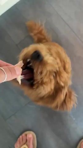 The video shows a close-up, overhead view of a small, fluffy, brown dog, possibly a poodle mix, sitting on a gray tiled floor. A person's hand, wearing a ring on one finger and holding a small piece of food between their thumb and index finger, is extended towards the dog. The dog's head is tilted upwards, looking intently at the food with dark, expressive eyes. The dog's tail is visible, curled upwards. The person's feet, wearing light-colored flip-flops, are visible at the bottom of the frame. The overall scene suggests the dog is being offered a treat.