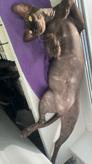 Sphynx Cat Rests on Purple Towel During Afternoon Window Session