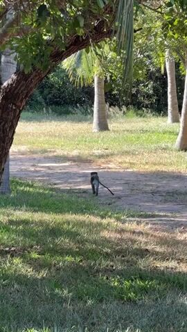 The video shows a monkey walking along a dirt path through a grassy area. The monkey is gray with a dark tail and walks on all fours. There are several trees, including palm trees, in the background and a larger tree in the foreground partially obscuring the view. The sun casts shadows on the grass and path.