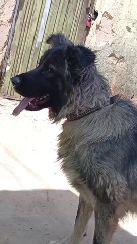 The video shows a medium-sized dog with a thick, multi-colored coat, primarily black and gray, panting with its tongue out. The dog is wearing a collar and attached to a chain. It stands on a concrete surface next to a faded wall and a weathered wooden door.  The background shows a glimpse of a bright, possibly rural, environment.