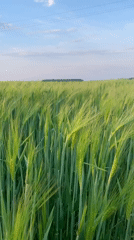 Person walks through grain fields in rural Belarus