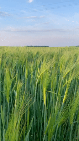 Person walks through grain fields in rural Belarus