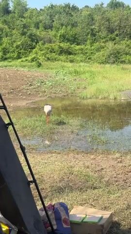 A white stork with black wing feathers and red legs and beak is seen from different angles as it stands in a shallow body of water in a grassy, muddy area. The stork is initially seen with its head down, seemingly drinking or searching for food. It then lifts its head and walks slowly to the right. The background features lush green vegetation under a clear sky.