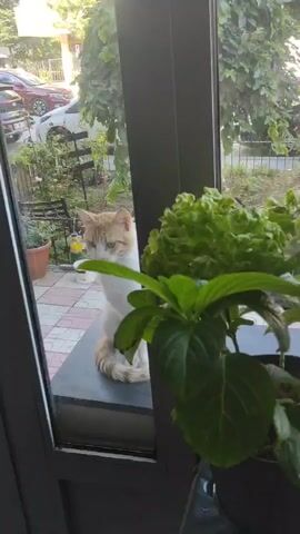 A ginger and white cat sits on a dark surface outside a window. It is looking towards the camera. In the background, there is a paved area, some plants, a tree with green leaves, and a white car.