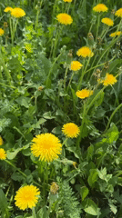 Spring dandelion field documented with children, bee in Russia