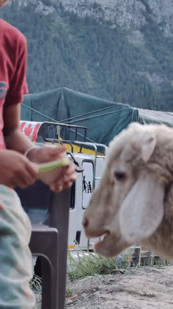 Feeding and tending a sheep in Gondhla's rocky terrain
