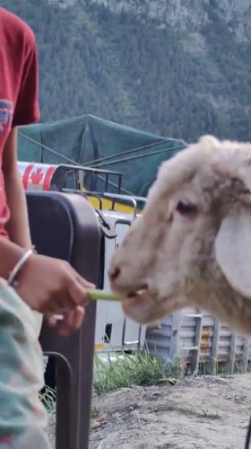 Feeding and tending a sheep in Gondhla's rocky terrain