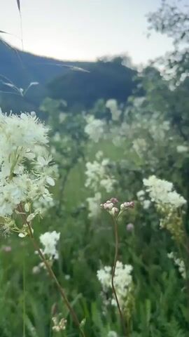 This media file captures a serene, outdoor scene dominated by lush greenery and a profusion of white wildflowers. The camera pans across a meadow filled with tall grasses and delicate white blossoms, some of which appear to be Queen Anne's Lace or a similar species. In the background, a wooded hillside rises, suggesting a rural or natural setting. The foliage is dense and green, indicating a temperate climate.

The light suggests it is either early morning or late evening, with a soft, diffused light illuminating the scene. The sky is a pale, hazy blue, without any harsh sunlight. The overall mood is peaceful and tranquil, evoking a sense of nature's beauty and quietude.

There are no people or discernible objects in the foreground. The focus is entirely on the natural landscape. The scene is characteristic of a meadow or roadside verge in a temperate region. Given the provided location context of Ново-Тебердинское сельское поселение, Russia, the scene likely depicts a natural area within or near this rural settlement. The time of day appears to be dawn or dusk, contributing to the gentle and calming atmosphere. The weather seems pleasant, with no indication of rain or strong winds.

There is no visible text in the media file. The activity taking place is a slow camera pan, allowing the viewer to appreciate the details of the wildflowers and the surrounding landscape. The emphasis is on the visual experience of the natural environment.