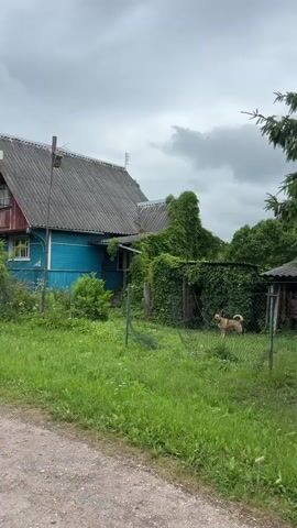 A medium-sized, tan dog stands in a grassy yard next to a chain-link fence. The dog is facing to the left of the frame. Behind the dog, a building is covered in green vines. To the right of the building is another structure with a gray, corrugated roof. A blue house is visible in the background on the left side of the frame. The sky is cloudy and overcast. The camera is angled slightly upwards.