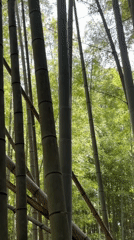 Looking up through Arashiyama's bamboo canopy, Kyoto