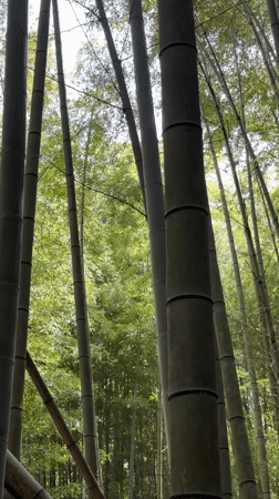 Looking up through Arashiyama's bamboo canopy, Kyoto