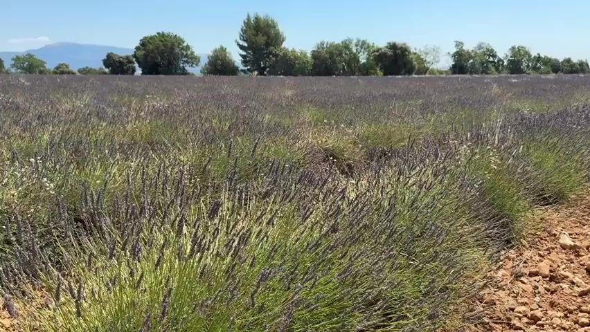 This video shows a drone shot moving forward over a field of lavender. The lavender is a deep purple color, and the plants are neatly lined up in rows. The ground is covered in small, reddish-brown stones and dirt. In the background, there is a line of green trees and a clear blue sky. The sun appears to be shining brightly.