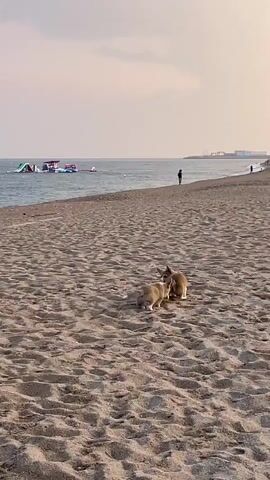 The video shows two corgi puppies on a sandy beach. The puppies are playing with each other. The one on the left is tan and white, and the one on the right is reddish-brown. They are interacting with each other, with one puppy in particular looking directly at the other as if in play. The sea is visible in the background, with a few inflatable water structures, a person standing on the shore, and distant structures along the coastline. The sky is a pale, hazy pink, suggesting it might be sunset or sunrise. The sand is textured with ripples and the general lighting is soft.